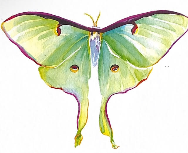 Watercolor Lunar Moth